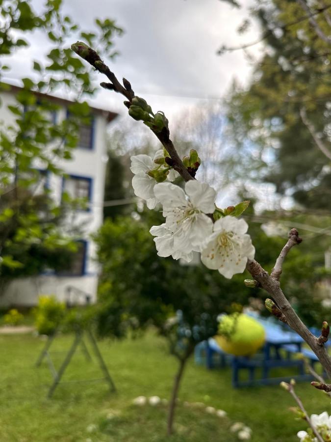 Sakliderebutikotel 埃德雷米特 外观 照片