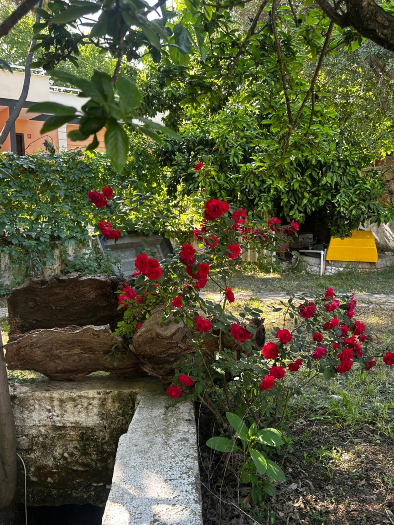 Sakliderebutikotel 埃德雷米特 外观 照片
